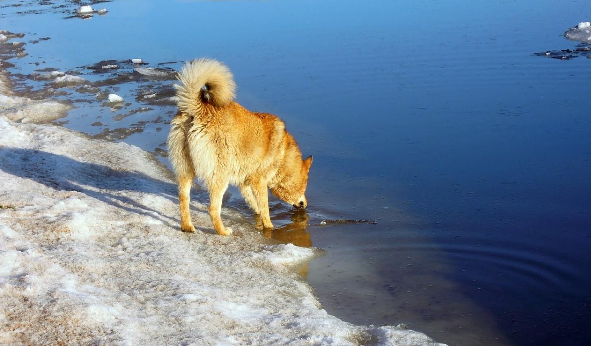Kuvassa on koira juomassa vettä osaksi sulaneesta järvestä.