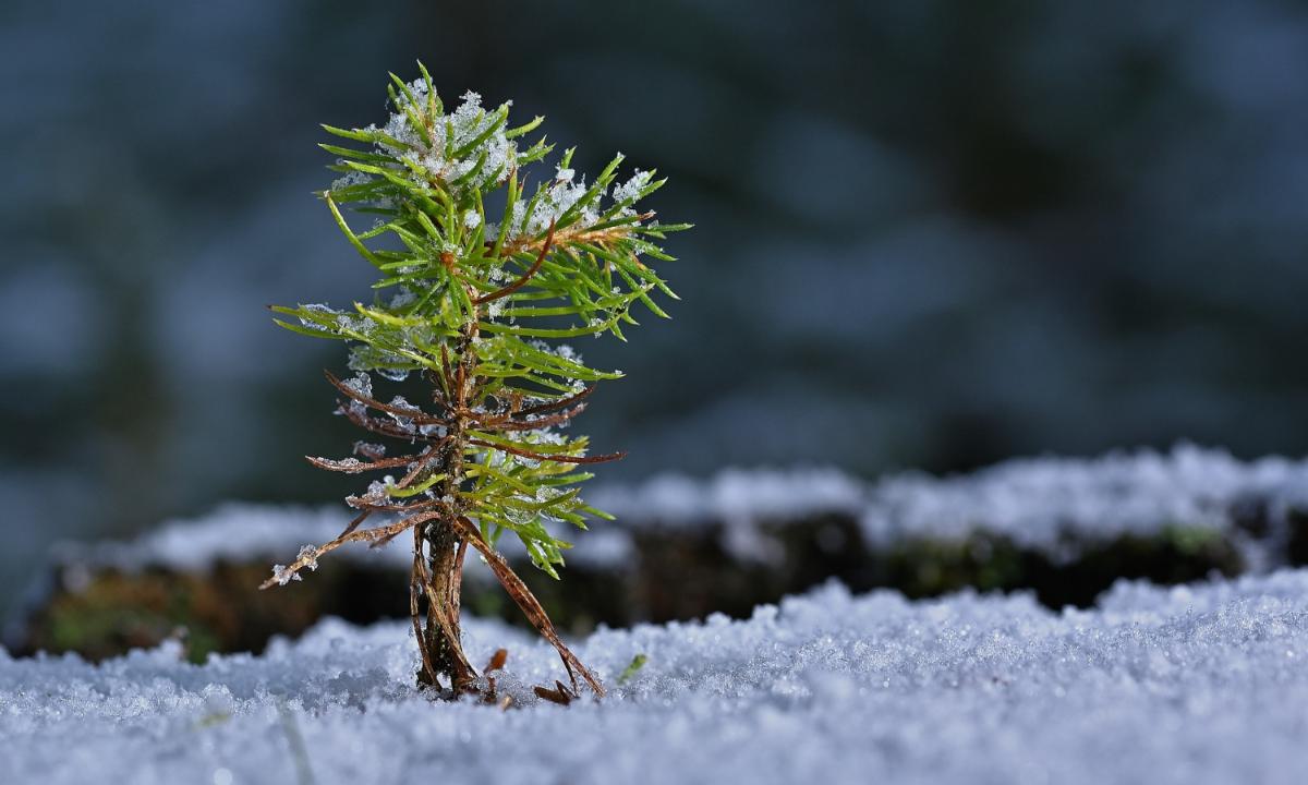Kuvassa on lähikuva kuusentaimesta talvisessa maastossa.