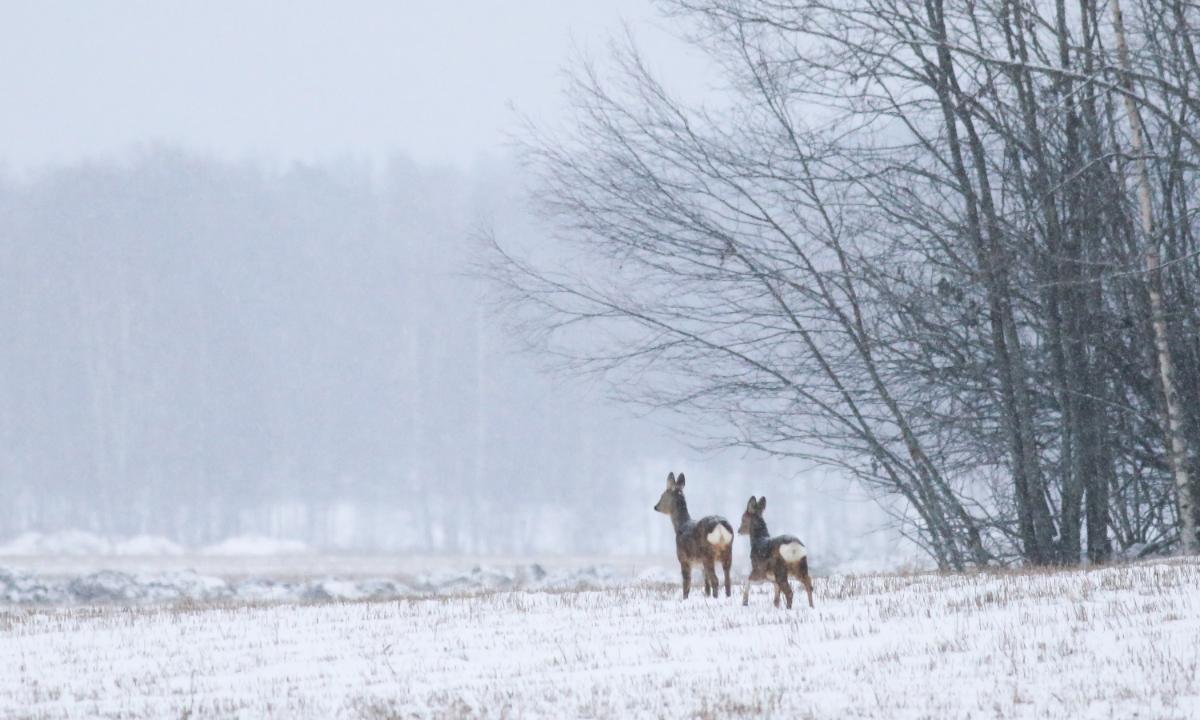 Kuvassa on talvinen maisema ja kaksi kaurista.