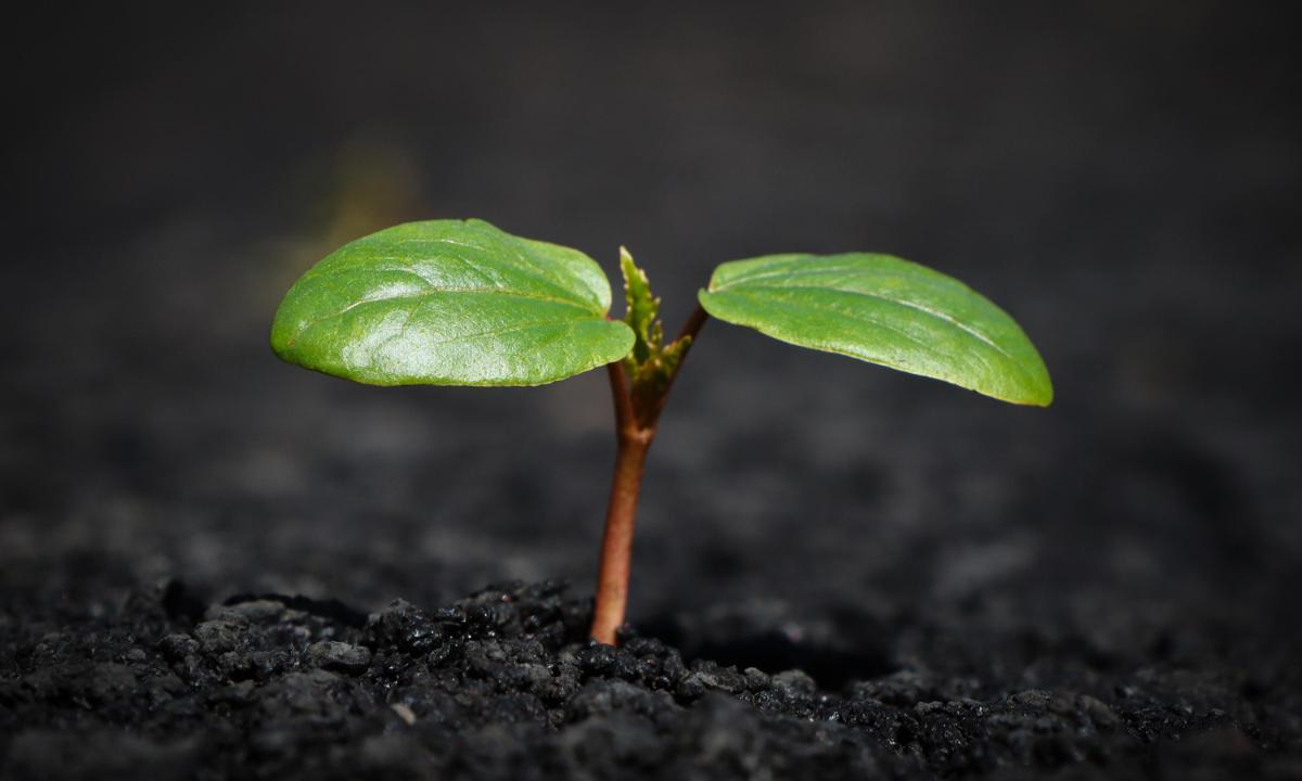 Kuvassa on lähikuva taimesta.