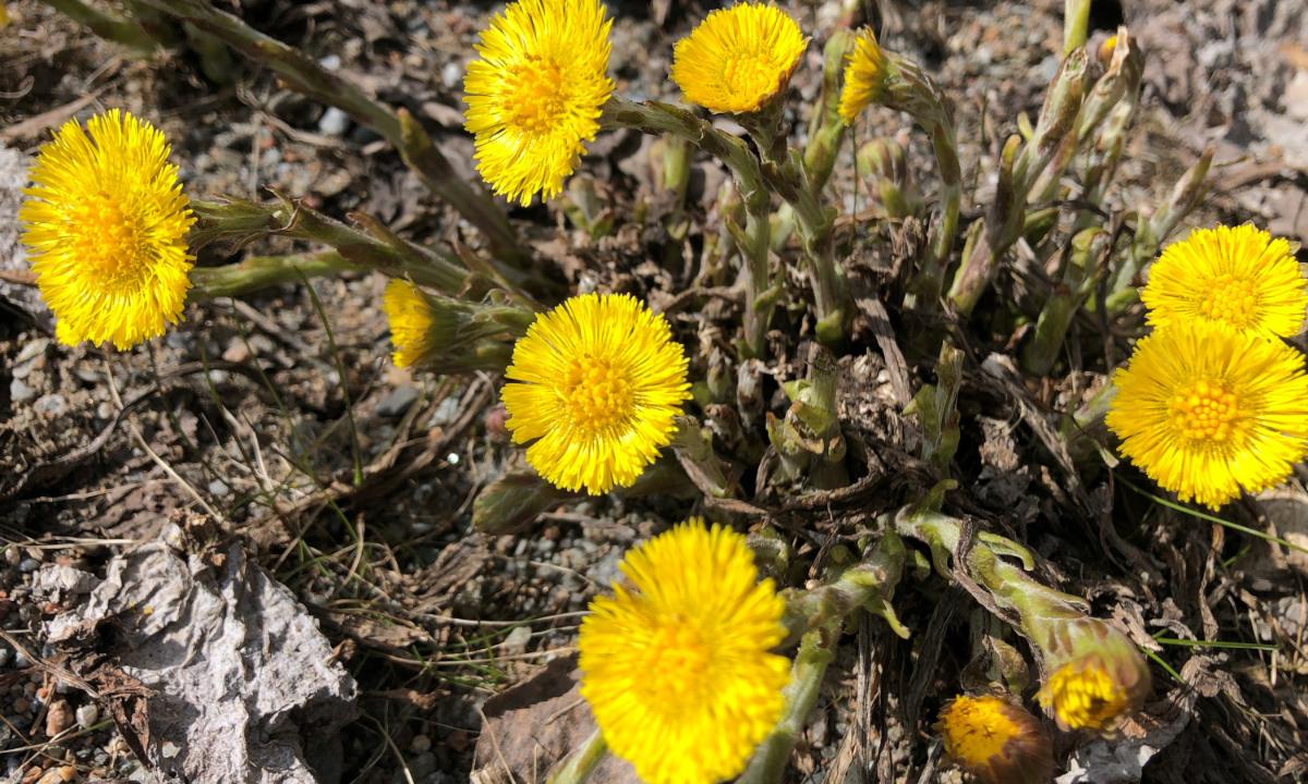 Kuvassa on leskenlehtiä