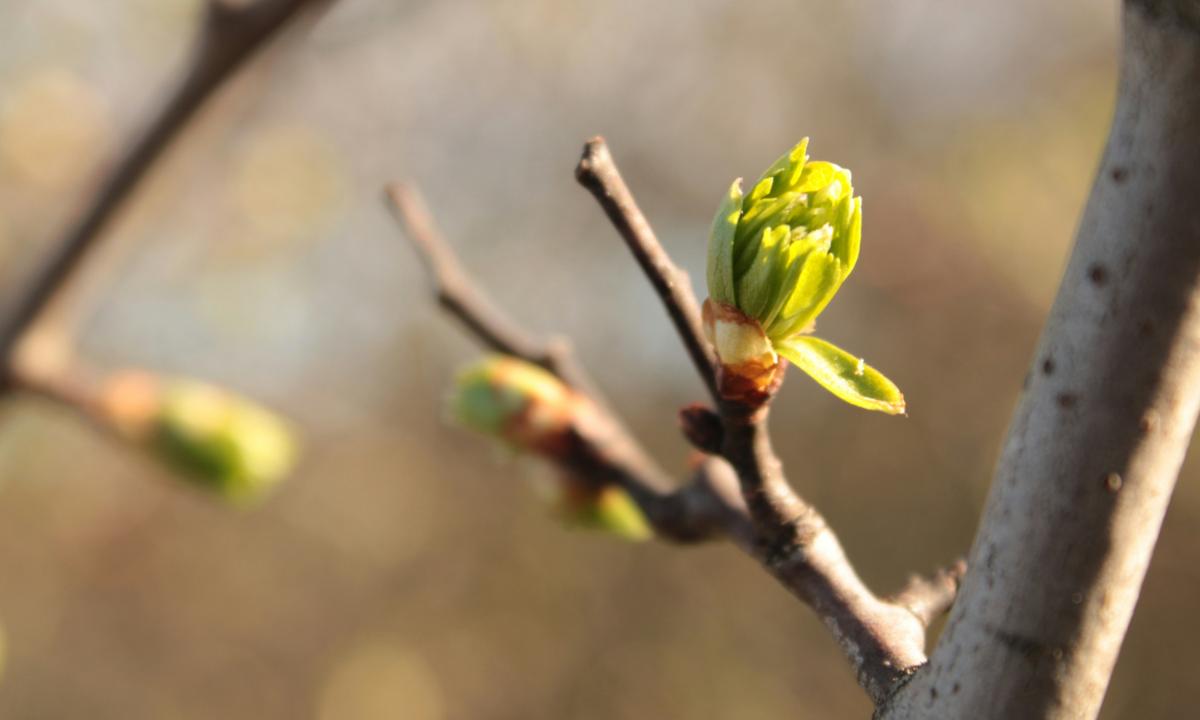 Kuvassa on puun oksa, jossa on silmuja.