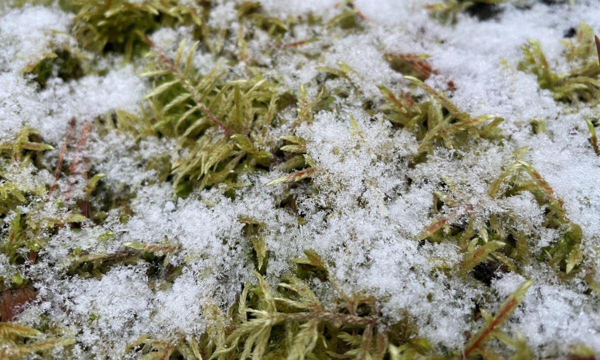 Kuvassa on sammalta, jonka päällä on lunta.